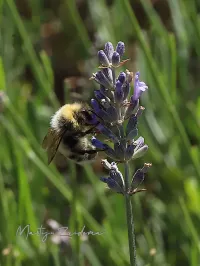 Veldhommel [Bombus lucorum]